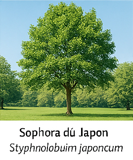 Sophora du Japon